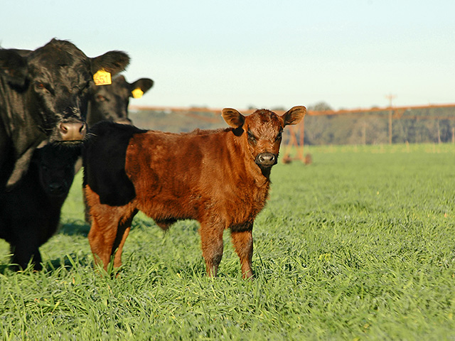 To meet today&#039;s production expenses, a study found cow/calf operations need to average a calf crop of more than 85%. (DTN/Progressive Farmer photo by Becky Mills)